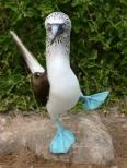 blue footed booby