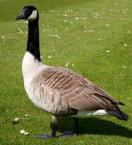canadian-goose